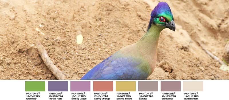 Glanzhaubenturako exotischer Vogel Greenery Palette