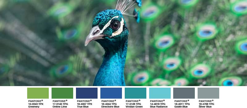 blauer Pfau exotischer Vogel schimmernd bunt greenery palette