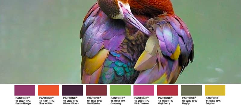 Brillensichler exotischer Vogel Greenery Palette