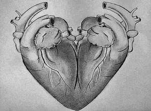 zeichnung herz Organ Herzsymbol